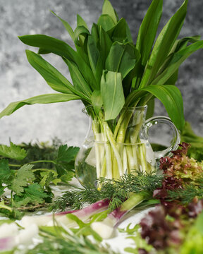 cheremsha Allium ursinum in a pitcher around edible greens: dill, parsley, lettuce, green onions