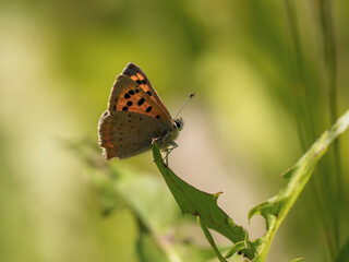 Small Copper Butterfly. Wings Closed.