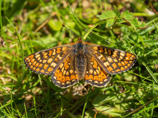 Marsh Fritillary Butterfly With its Wings Open