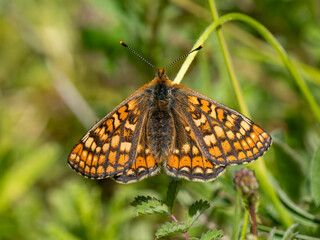 Marsh Fritillary Butterfly With its Wings Open
