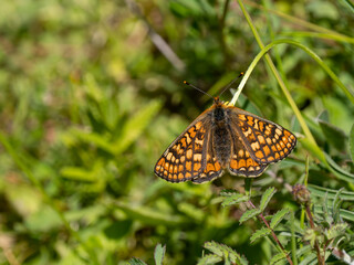 Obraz premium Marsh Fritillary Butterfly With its Wings Open
