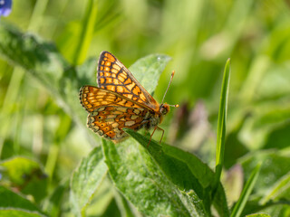 Fototapeta na wymiar Marsh Fritillary Butterfly With its Wings Open