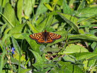 Marsh Fritillary Butterfly With its Wings Open