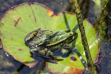 Green Water frog sitting on a lily pad. Close up.