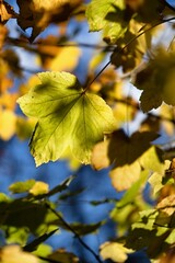 Close up photo of yellow maple leaf. Autumn colors. 