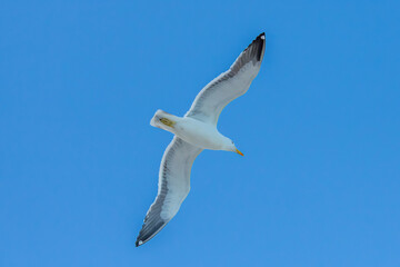 Seagull on Barra da Tijuca beach in Rio de Janeiro