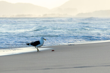 Seagull on Barra da Tijuca beach in Rio de Janeiro