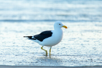 Seagull on Barra da Tijuca beach in Rio de Janeiro
