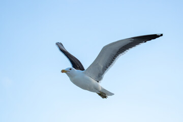 Seagull on Barra da Tijuca beach in Rio de Janeiro