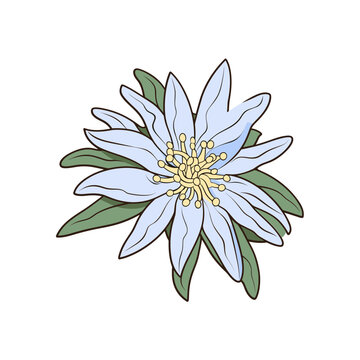 blue flower blossom isolated white background clip art preview