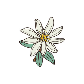 edelweiss isolated vector illustration