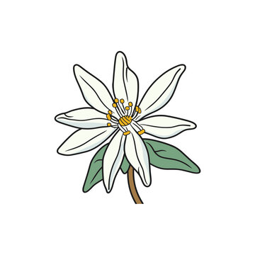 edelweiss isolated vector illustration