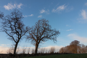 Kahle Bäume mit Ästen auf Feld im WINTER: