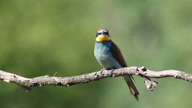 European bee-eater, merops apiaster. A bird sits on an old branch on a beautiful background