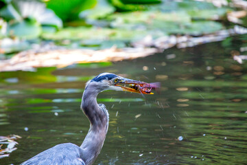 Great Blue Heron (Ardea herodias) Feasting on Crayfish