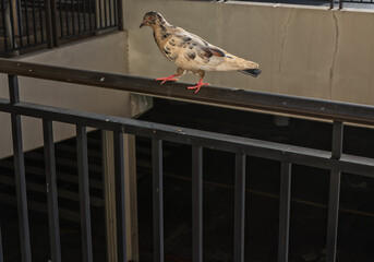 Pigeon Walking on a Black Railing.
