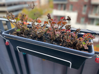 Flower pot with dried frozen dead Geranium flowers in autumn winter time in urban balcony terrace...
