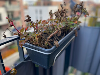 Flower pot with dried frozen dead Geranium flowers in autumn winter time in urban balcony terrace...