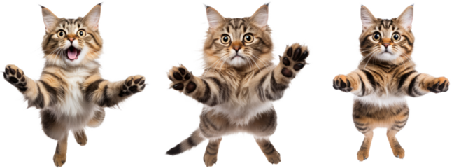 collection of happy playful cat jumping in air. cheerful cats playing isolated on transparent background