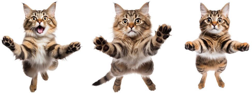 collection of happy playful cat jumping in air. cheerful cats playing isolated on transparent background