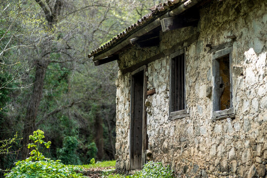Amidst the verdant embrace of the green forest, an old stone house stands in quiet abandonment, a weathered relic blending with the timeless allure of nature's sanctuary