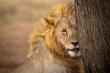 Lion en safari