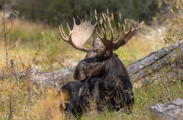 Bull Moose During the Rut in Autumn in Wyoming
