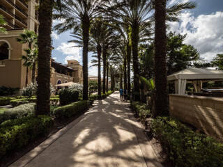 Fototapeta premium Pathway through the palms