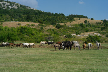 Naklejka na ściany i meble Wild horses in nature, landscape with a herd of wild horses