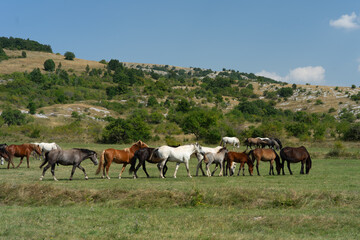 Wild horses in nature, landscape with a herd of wild horses