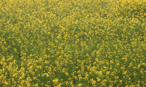 Mustard field in bangladesh.this photo was taken from khulna,Bangladesh.