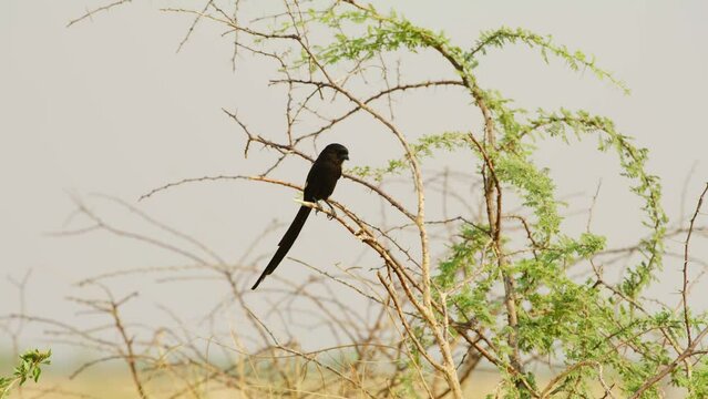 Footage of a magpie shrike (Lanius melanoleucus) perched on a small tree in afrcian safari.