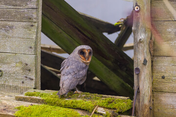 Schleiereule sitzt in einer verfallenen Scheune