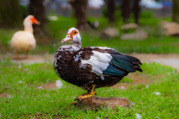 Muscovy Duck Geese bird
