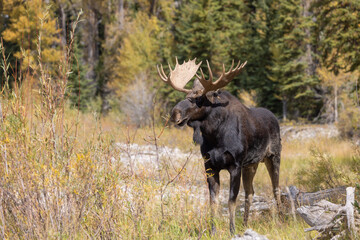 Bull Moose During the Rut in Autumn in Wyoming