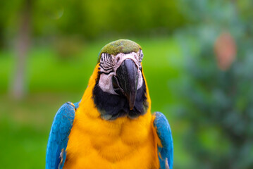 Blue and Yellow Macaw bird
