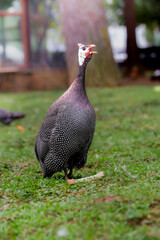 Helmeted Guineafowl bird 