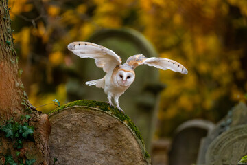 Schleiereule sitzt auf einem Grabstein 