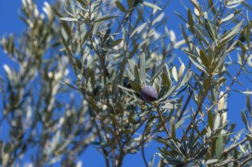 branches of olive trees on an autumn day in Northern Cyprus 5