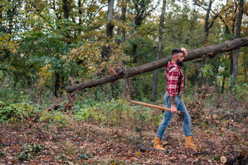 A lumberjack carrying a long tree trunk on his shoulder through the forest.