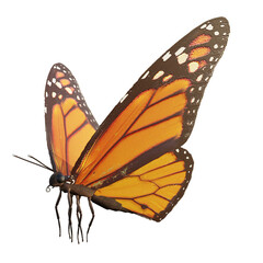 butterfly isolated on white