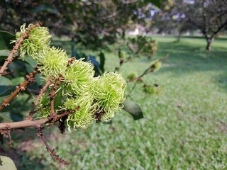 Hairy fruit (rambutan), so called because the skin of this fruit is like hair. This nutrient-rich rambutan fruit is still unripe and green.