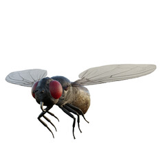 fly on white background