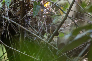 Pygmy cupwing (Pnoepyga pusilla) or pygmy wren-babbler at Garbhanga Wildlife Sanctuary, Assam, India