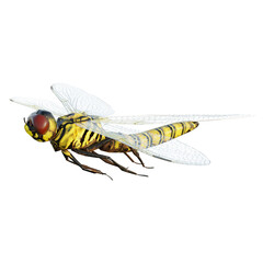 dragonfly on white background