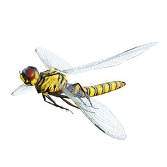 dragonfly isolated on white