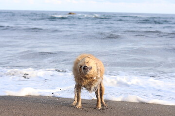 tan dog with blue eyes bathing and shaking on the beach