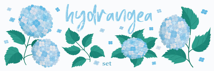 Vector illustration of hydrangea set