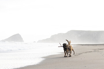Belgian Malinois running on the beach with another tan dog