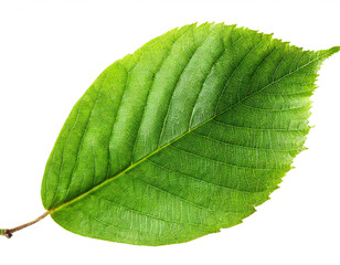 green Beech leaf isolated on white background, cutout